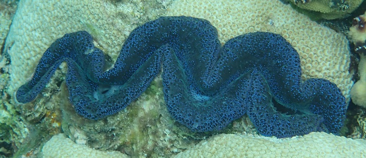 Giant clam Minerva Reef
